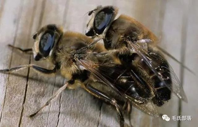 蜜蜂养殖技巧｜雄蜂的培育与婚飞