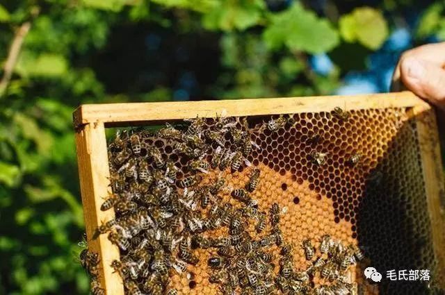 蜜蜂养殖技巧 | 意蜂工蜂封盖子发育起点温度和有效积温的研究