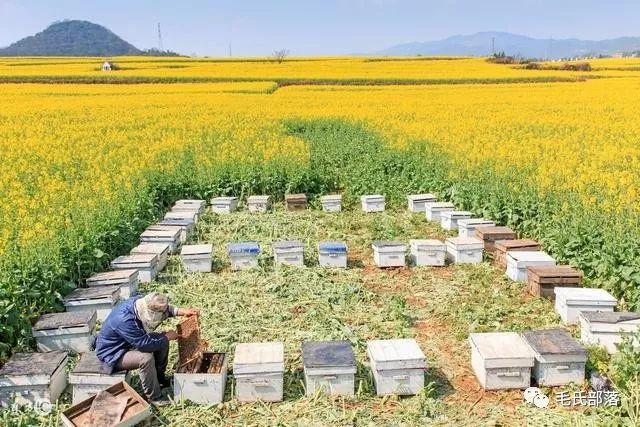 蜜蜂养殖技巧 | 早春蜂群防春衰