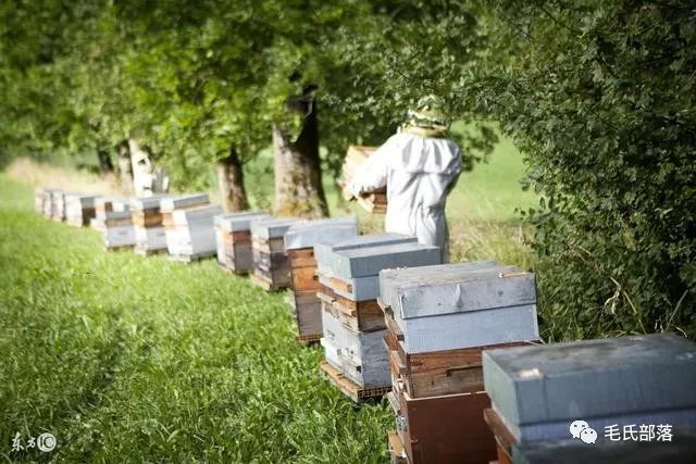 蜜蜂养殖技巧 | 蜂群敌害防治