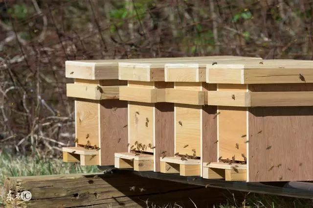 蜜蜂养殖技巧 | 蜂群搬移方法