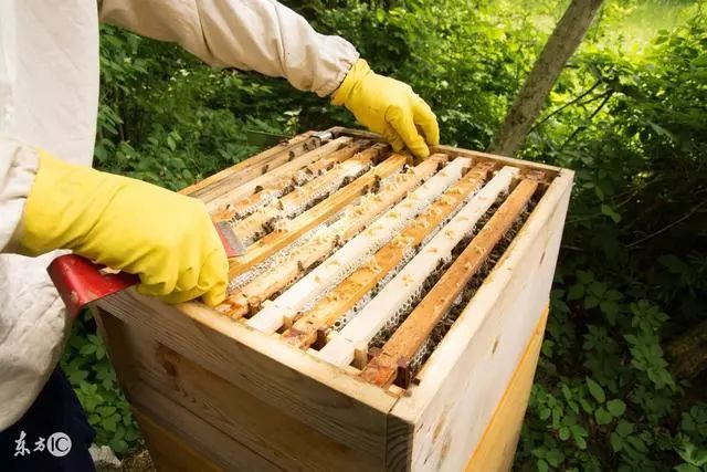 蜜蜂养殖技巧 | 蜂群春繁要点