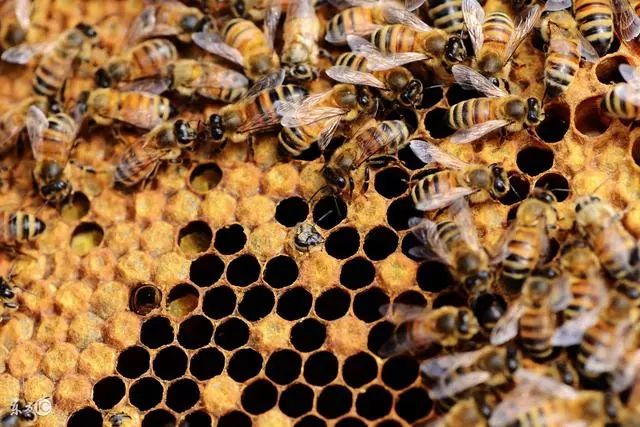 蜜蜂养殖技巧 | 优质蜂种的选择与应用
