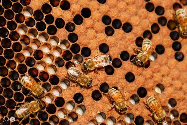 蜜蜂养殖技巧 | 高低温对蜜蜂卵和幼虫的危害