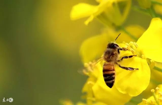 蜜蜂养殖技巧 | 强群高产饲养管理技巧之引进良种