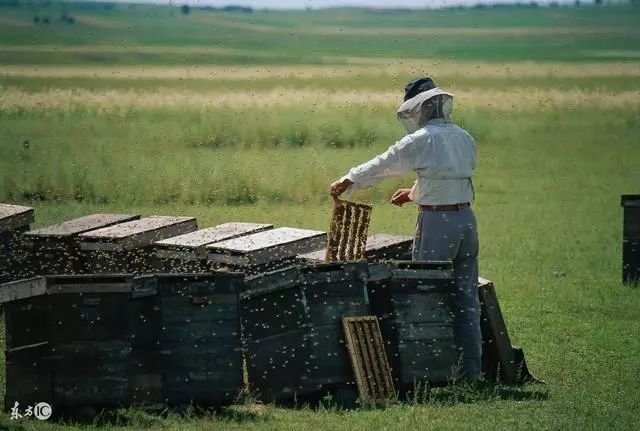 蜜蜂养殖技巧 | 保持适度温度有利于蜜蜂繁殖