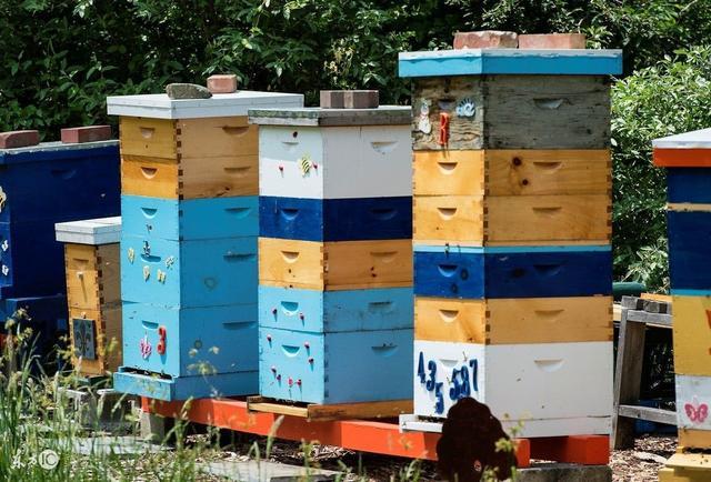 蜜蜂养殖技巧 | 升华硫治螨方法比较