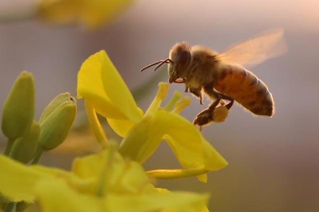 蜜蜂养殖技巧 | 蜜蜂群居生活行为研究