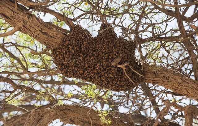 蜜蜂养殖技巧 | 营巢习性