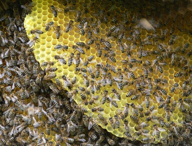 蜜蜂养殖技巧 | 蜜蜂储蜜与造脾规律