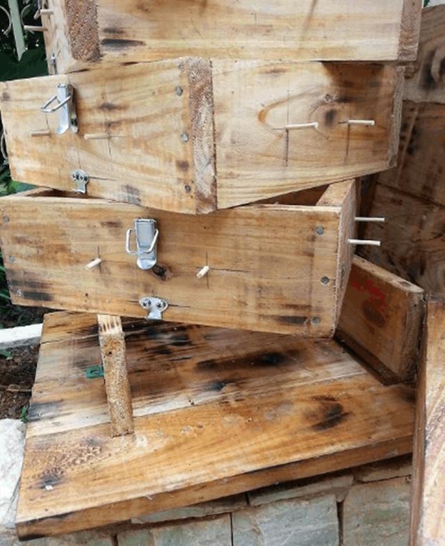 蜜蜂养殖技巧 | 格子箱蜜蜂分蜂习性