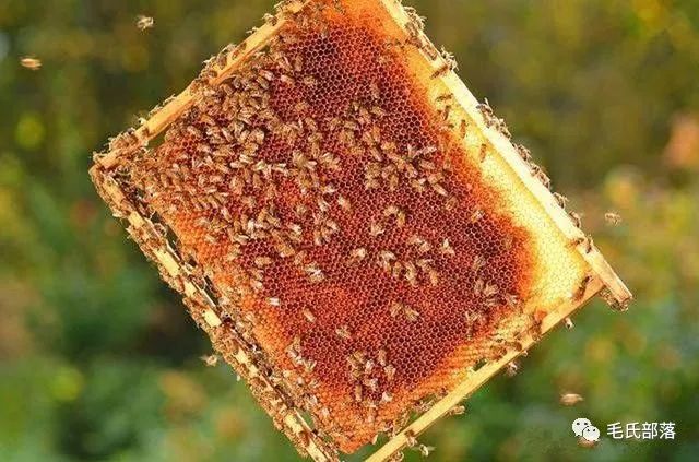 蜜蜂养殖技巧 | 工蜂日龄结构对其劳动分工影响的探索