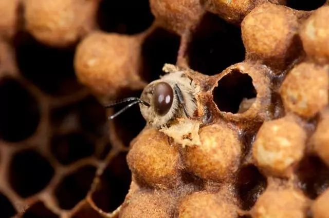 蜜蜂养殖技巧 | 蜂王信息素在分蜂中的应用