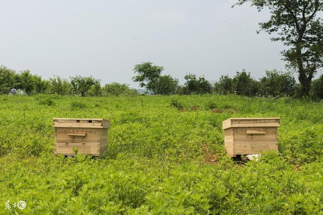 蜜蜂养殖技巧 | 中蜂养殖技术 中蜂的分蜂、换王、换脾技术