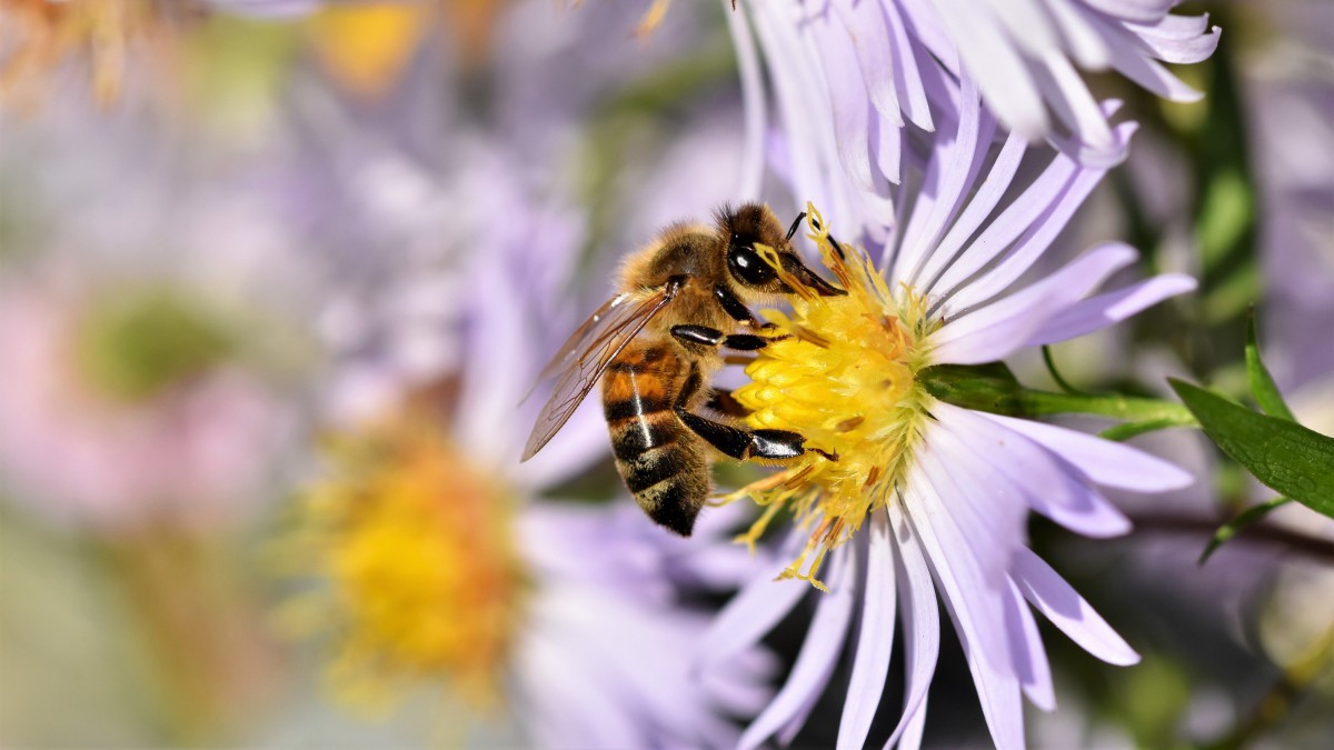 蜂蜜是蜜蜂吐出来的还是拉出来的？