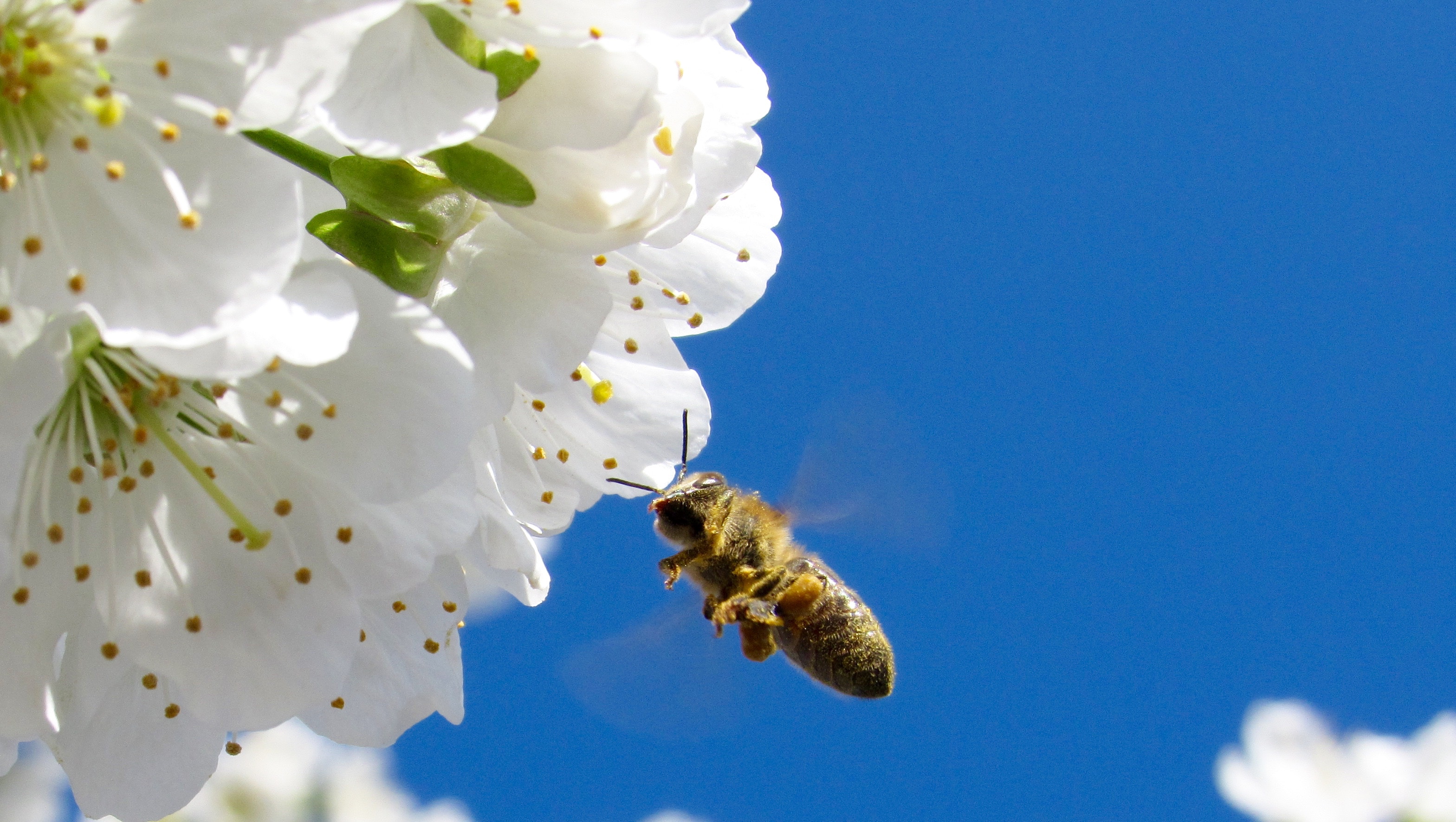 蜜蜂是怎样把蜂蜜生产出来的?